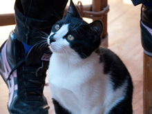 pet friendly restaurants in taos new mexico